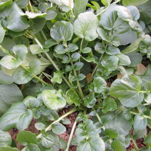 Cress Upland Barbarea Verna Herb Seeds  Grower Easy to Grow
