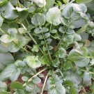 Cress Upland Barbarea Verna Herb Seeds  Grower Easy to Grow