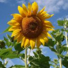 Helianthus Annuus Grey Stripe Sunflower Grey Stripe Flower Seeds Easy to Grow