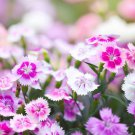 Dianthus Deltoides Maiden Pinks Mixed Flower Seeds Colorful And Fragrant Easy to Grow