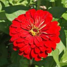 Zinnia Elegans Zinnia Red Cherry Queen Flower Seeds Delicate And Unique Easy to Grow