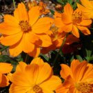 Cosmos Sulphureus Cosmos Dwarf Orange Flower Seeds Attractive Appearance Easy to Grow