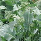 Early Fall Rapini Broccoli Italian Brassica Oleracea Vegetable Seeds Easy to Grow