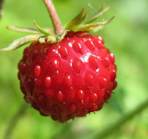 Fragaria Vesca Wild Strawberry Fruit Seeds Early Bloomer Tiny But Tasty Easy to Grow