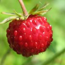 Fragaria Vesca Wild Strawberry Fruit Seeds Early Bloomer Tiny But Tasty Easy to Grow