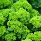 Parsley Triple Curled Petroselinum Crispum Herb Seeds Frilly Appearance Easy to Grow Parsley Triple Curled Petroselinum Crispum Herb Seeds Frilly Appearance Easy to Grow
