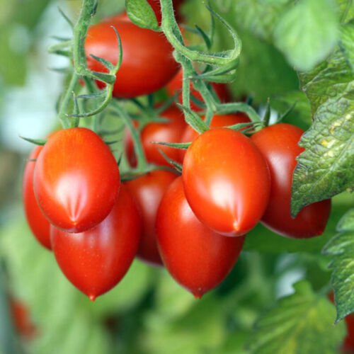 Italian Roma Tomato Roma Paste Tomato Lycopersicon Esculentum Tomato Seeds Easy to Grow