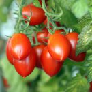 Italian Roma Tomato Roma Paste Tomato Lycopersicon Esculentum Tomato Seeds Easy to Grow