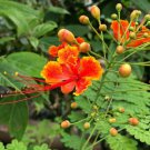 Poinciana Pulcherrima Barbados Pride Tree Seeds Fragrant Vibrant Flowers Easy to Grow