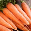 Scarlet Nantes Carrot Daucus Carota Vegetable Seeds Sweet Tender Flavor Easy to Grow