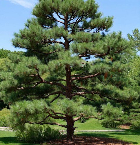 Pinus Strobus Wisconsin Eastern White Pine Tree Seeds Attractive Cones Easy to Grow