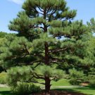Pinus Strobus Wisconsin Eastern White Pine Tree Seeds Attractive Cones Easy to Grow