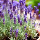 Lavender Vera True Lavender Lavandula Angustifolia Herb Seeds Longevity Easy to Grow