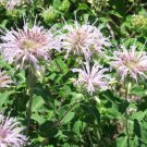 Monarda Fistulosa Bergamot Flower Seeds Beautiful Flowers Aromatic Foliage Easy to Grow