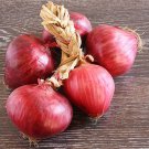 Red Burgundy Onion Short Day Allium Cepa Vegetable Seeds Striking Appearance Easy to Grow