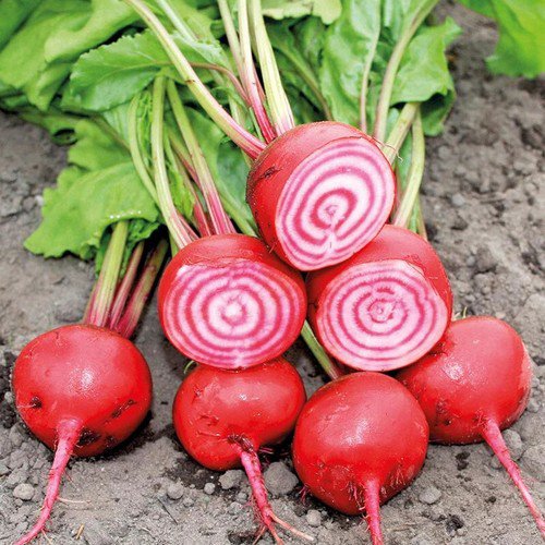 Chioggia Beet Organic Beta Vulgaris Vegetable Seeds Sweet Mild Flavor Easy to Grow