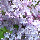 Syringa Oblata Early Lilac Shrub Seeds Fragrant Flower Attractive Appearance Easy to Grow