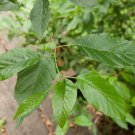 Alnus Japonica Japanese Alder Tree Seeds Attractive Appearance Easy to Grow Alnus Japonica Japanese Alder Tree Seeds Attractive Appearance Easy to Grow