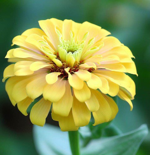 Zinnia Elegans Zinnia Yellow Canary Bird Flower Seeds Stunning Displays Easy to Grow