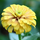 Zinnia Elegans Zinnia Yellow Canary Bird Flower Seeds Stunning Displays Easy to Grow