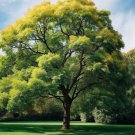 Fraxinus Pennsylvanica Green Ash Tree Seeds  Growth Attractive Foliage Easy to Grow