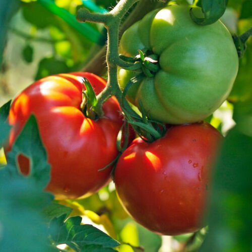 Better Boy Vfn F1 Hybrid Lycopersicon Esculentum Tomato Seeds Easy to Grow