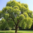 Fraxinus Mandshurica Wings Manchurian Ash Tree Seeds Stunning Autumn Display Easy to Grow