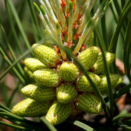 Pinus Taeda Loblolly Pine Tree Seeds Fragrant Frankincense Like Resin Easy to Grow