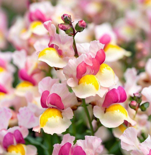 Linaria Maroccana Spurred Snapdragon Dwarf Mixed Fairy Bouquet Flower Seeds Easy to Grow