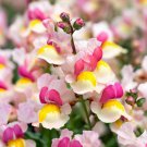 Linaria Maroccana Spurred Snapdragon Dwarf Mixed Fairy Bouquet Flower Seeds Easy to Grow