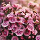 Dianthus Barbatus Sweet William Pinks Mixed Flower Seeds Fragrant Blooms Easy to Grow