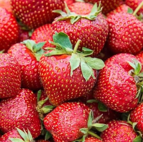 San Andreas Strawberry Plants Bare Roots Everbearing Large Flavorful Fruit Easy to Grow