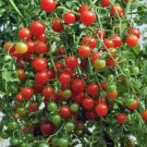 Sweet Pea Red Tomato Currant Tomato Lycopersicon Esculentum Tomato Seeds Easy to Grow