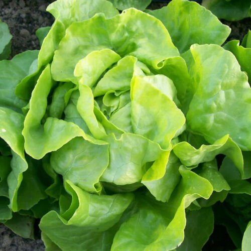 Bibb Butterhead Lettuce Lactuca Sativa Vegetable Seeds Sweet Flavor Easy to Grow