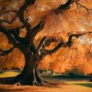 Zelkova Serrata Japanese Zelkova Tree Seeds Exquisite Fall Color Easy to Grow