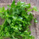 Parsley Italian Dark Green Petroselinum Crispum Herb Seeds Easy to Grow Parsley Italian Dark Green Petroselinum Crispum Herb Seeds Easy to Grow