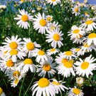 Anthemis Nobilis Roman Chamomile Flower Seeds Aromatic And Sweet Scent Easy to Grow