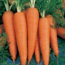 Danvers 126 Carrot Organic Daucus Carota Vegetable Seeds Sweet And Crisp Easy to Grow