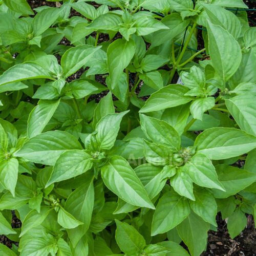 Basil Lemon Ocimum Basilicum Herb Seeds Compact And  Easy to Grow