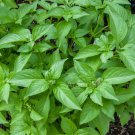 Basil Lemon Ocimum Basilicum Herb Seeds Compact And  Easy to Grow