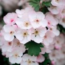 Crataegus Mollis Downy Hawthorn Shrub Seeds Showy Spring Flowers Easy to Grow