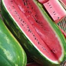 Jubilee Watermelon Citrullus Lanatus Vegetable Seeds Impressive Size Easy to Grow
