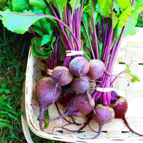 Early Wonder Beet Beta Vulgaris Vegetable Seeds Sweet Mild Flavor Easy to Grow