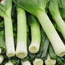 Giant Musselburg Leek Allium Porrum Vegetable Seeds Impressive Size Easy to Grow