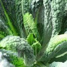 Tuscany Black Kale Brassica Oleracea Vegetable Seeds Milder And Tender Easy to Grow