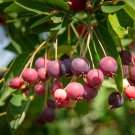 Amelanchier Lamarckii Juneberry Snowy Mespilus Fruit Seeds Sweet And Nutty Easy to Grow