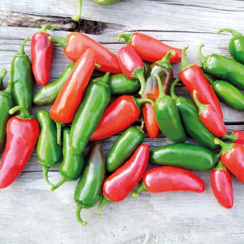 Jalapeno Early Pepper Hot Capsicum Annuum Vegetable Seeds Medium Heat Easy to Grow