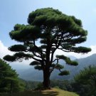 Pinus Densata Sikang Pine Tree Seeds Elegant Appearance Long Needles Easy to Grow