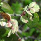 Ulmus Crassifolia Cedar Elm Tree Seeds Stunning Autumn Display Colors Easy to Grow