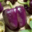 Purple Beauty Purple Bell Pepper Sweet Capsicum Annuum Vegetable Seeds Easy to Grow Purple Beauty Purple Bell Pepper Sweet Capsicum Annuum Vegetable Seeds Easy to Grow